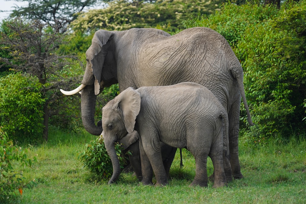 two gray elephants on green grass field during daytime
