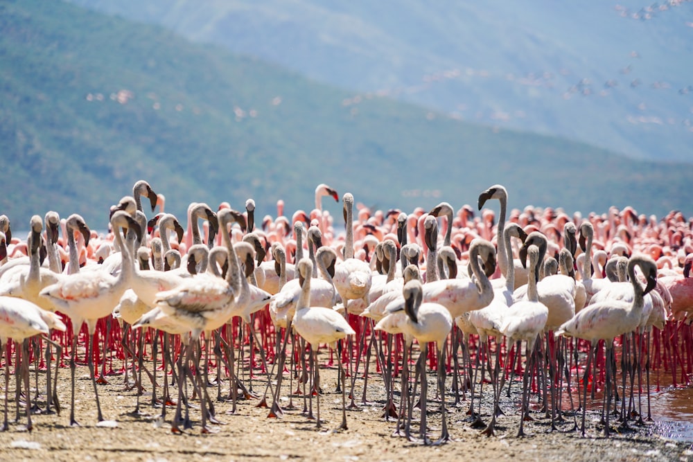 flock of flamingos on a hill