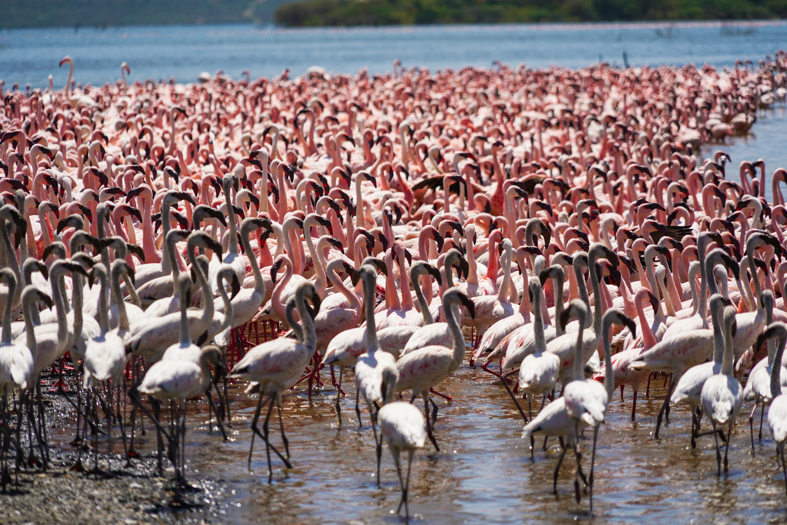 A cluster of flamingos wading at Lake Bogoria's edge