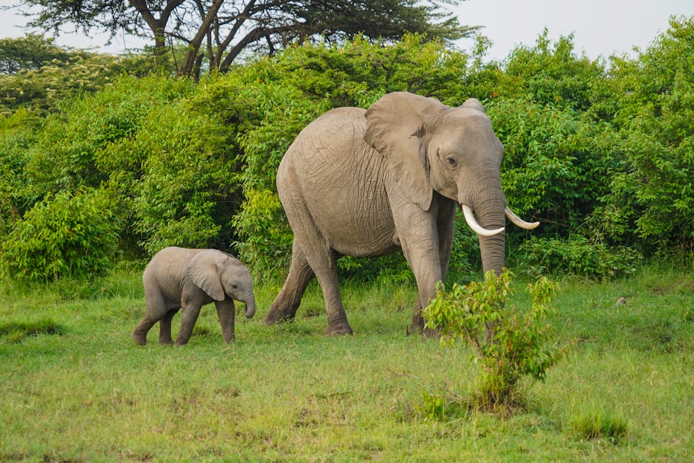 gray elephant on green grass field during daytime