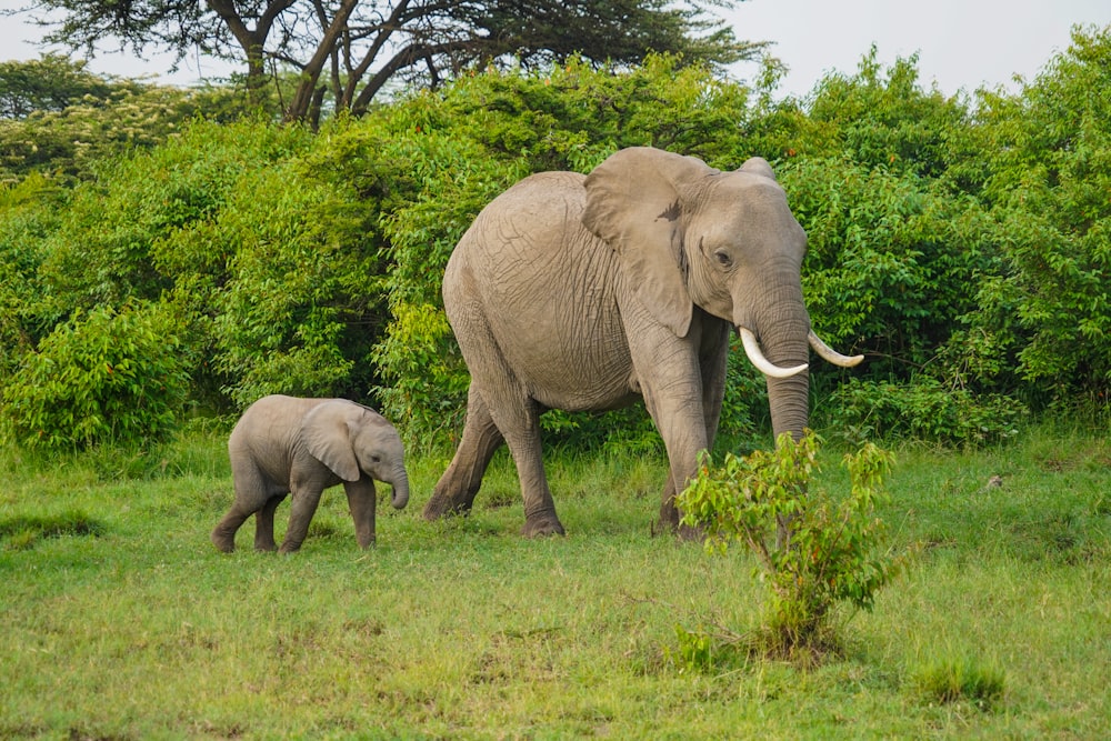 Elefante gris en el campo de hierba verde durante el día