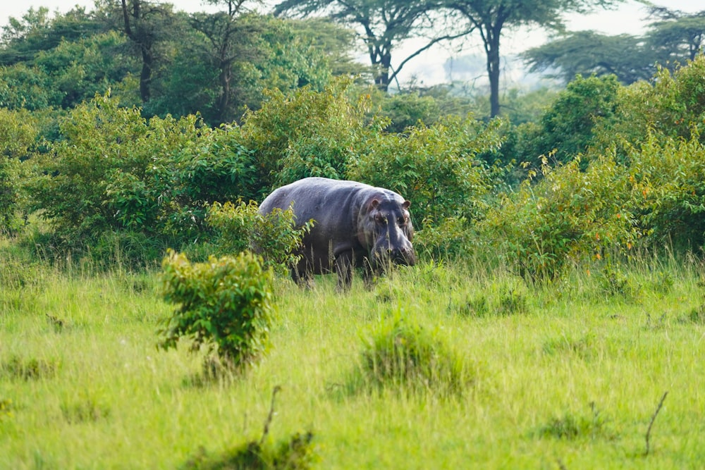 black elephant on green grass field during daytime