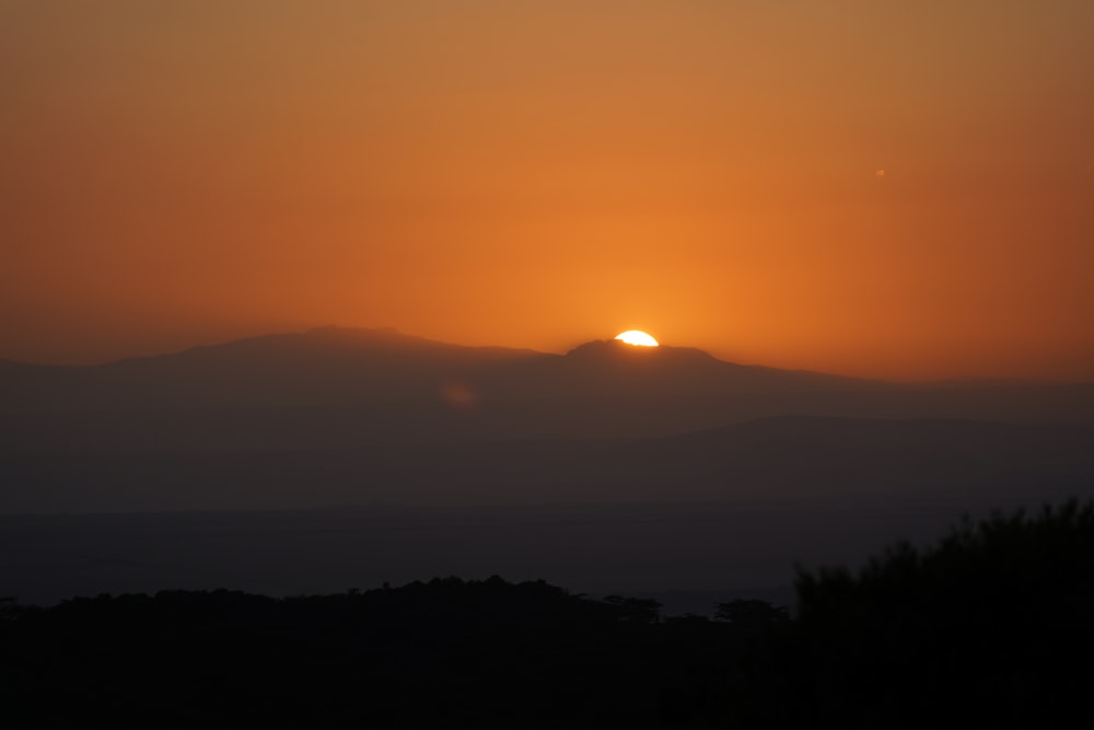 silhouette of trees during sunset