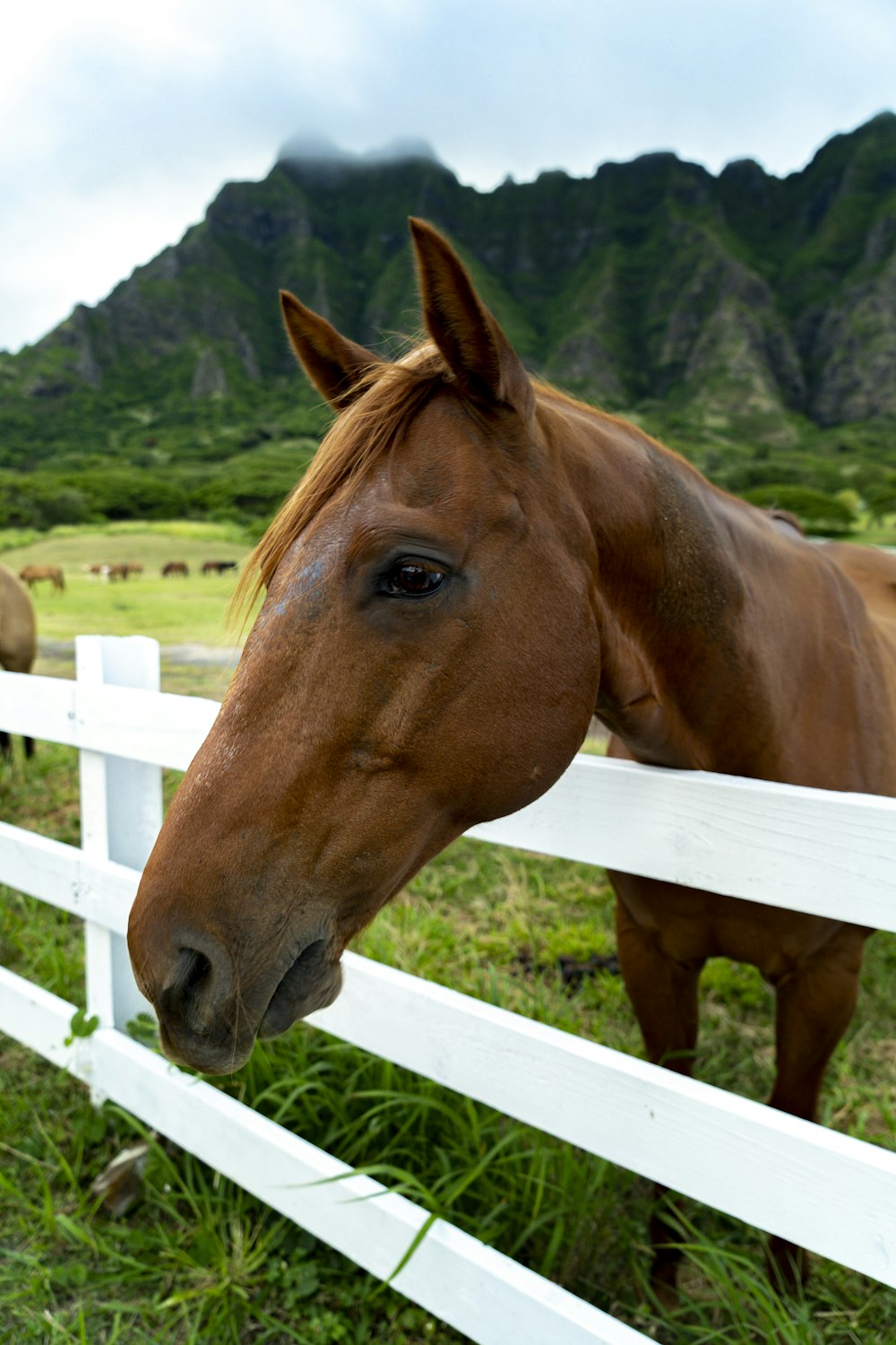 cheval brun sur un champ d’herbe verte pendant la journée