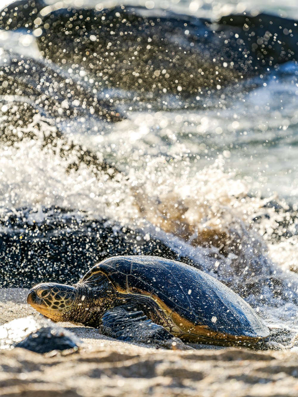 black and brown turtle on water