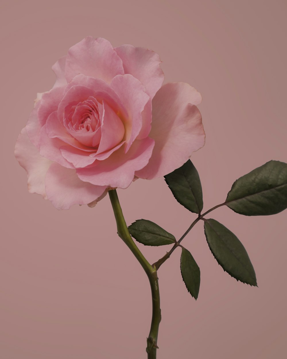 pink rose in bloom close up photo