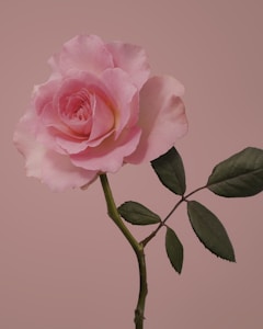 Rose Quartz Heart