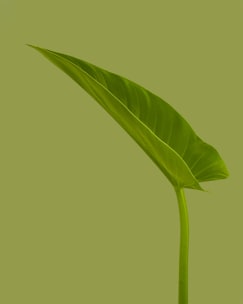 green leaf with green background