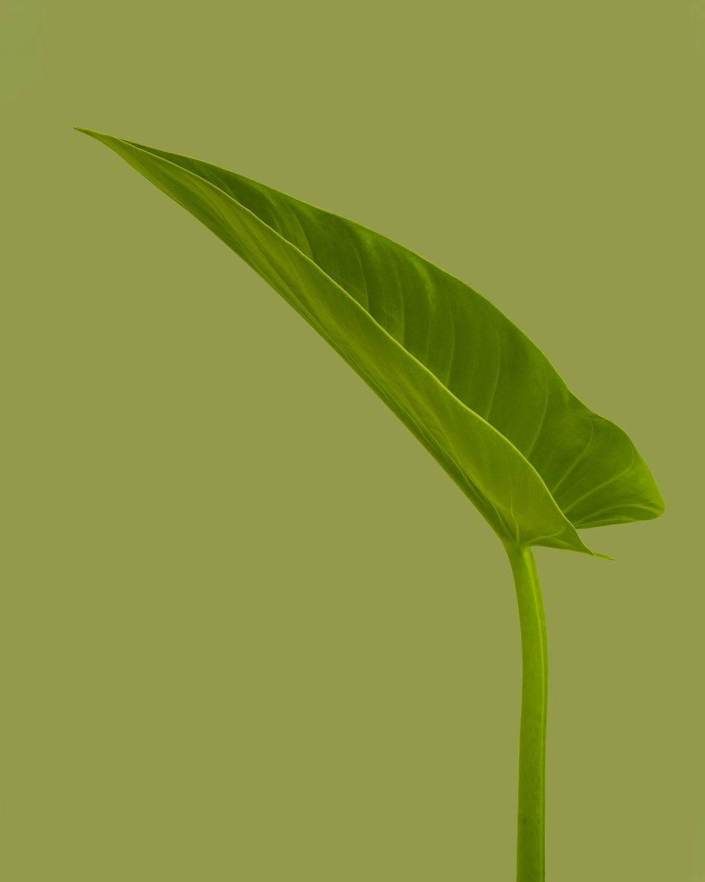 green leaf with green background