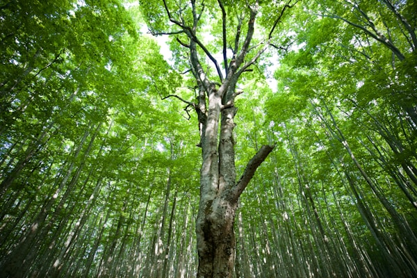 Best Time to Visit Aomori: Weather, Seasons & Ideal Months
