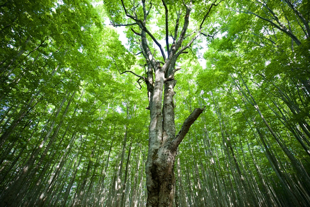 green trees in forest during daytime