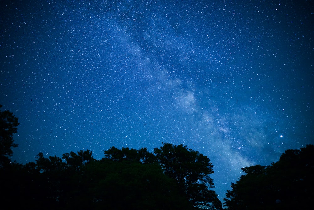 árboles verdes bajo el cielo azul