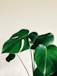 green leaves on white background