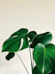 green leaves on white background