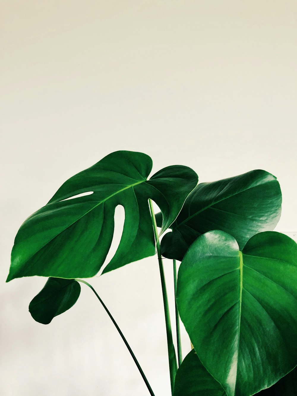 grüne Blätter auf weißem Hintergrund