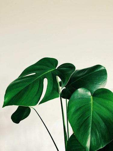 A row of potted houseplants arranged on a shelf near a bright window
