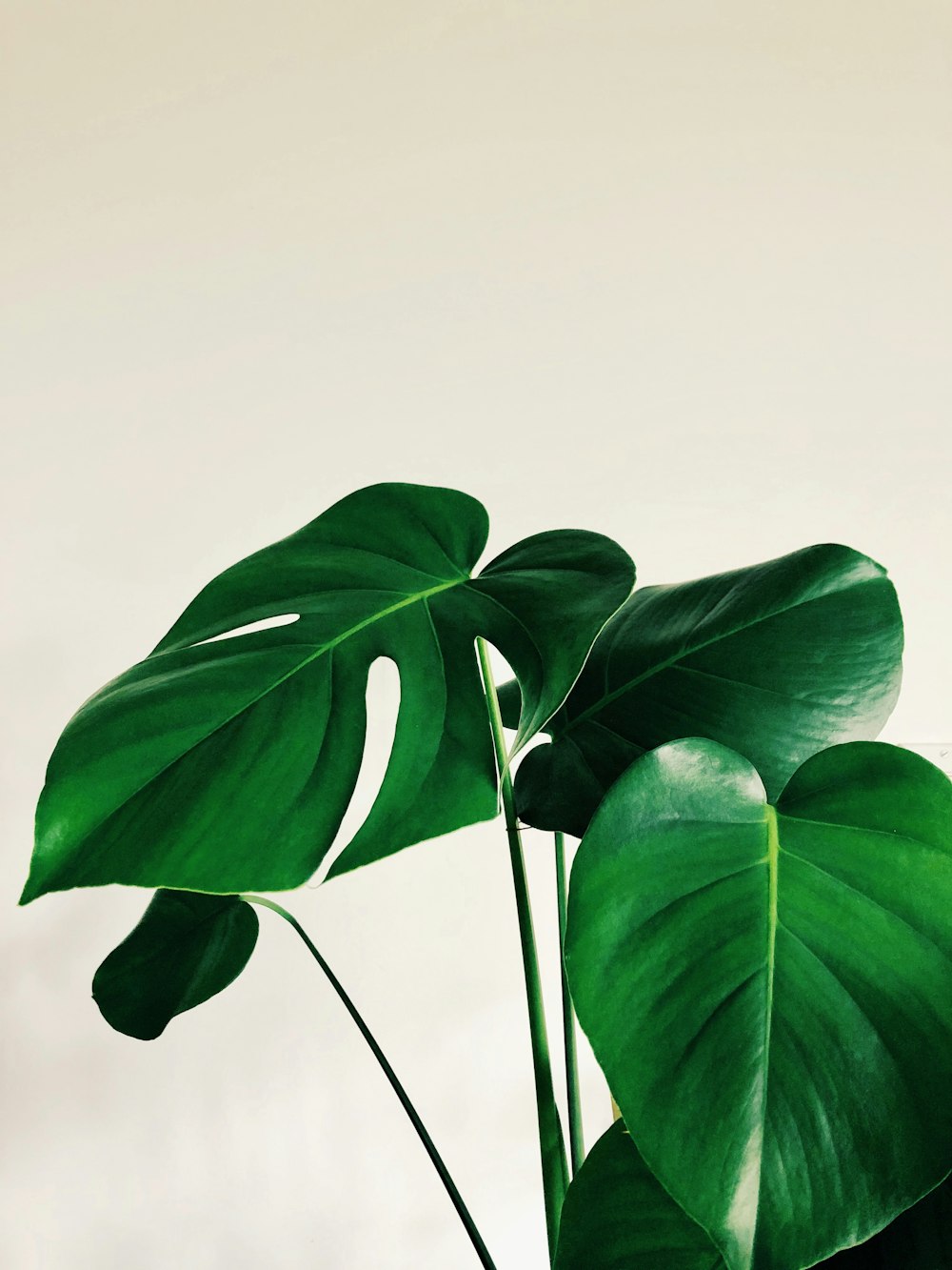 green leaves on white background