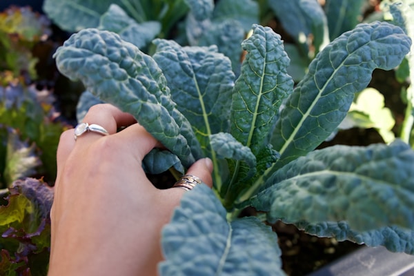 Person holding green leaf plant