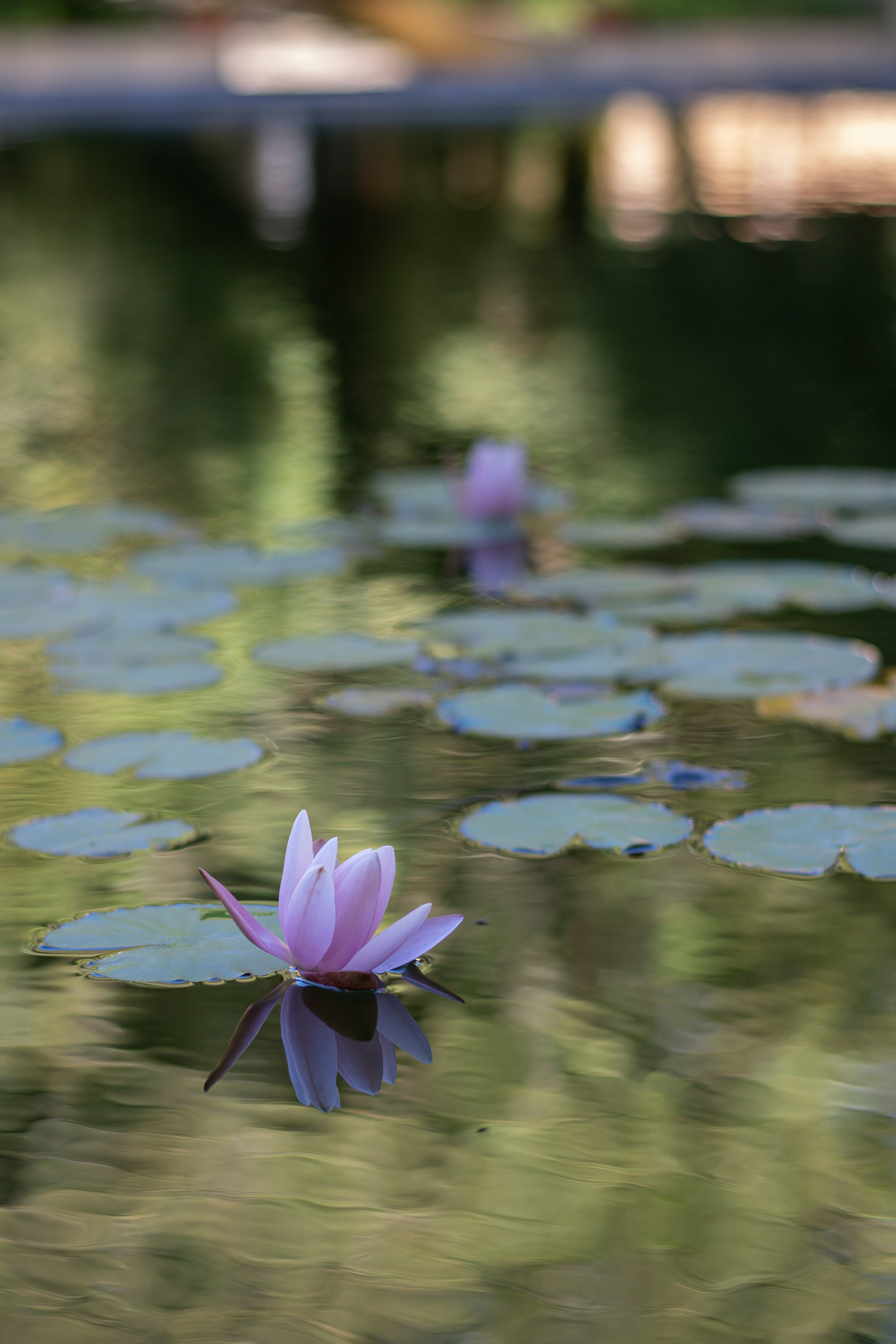 Photo by santiagoyumeng