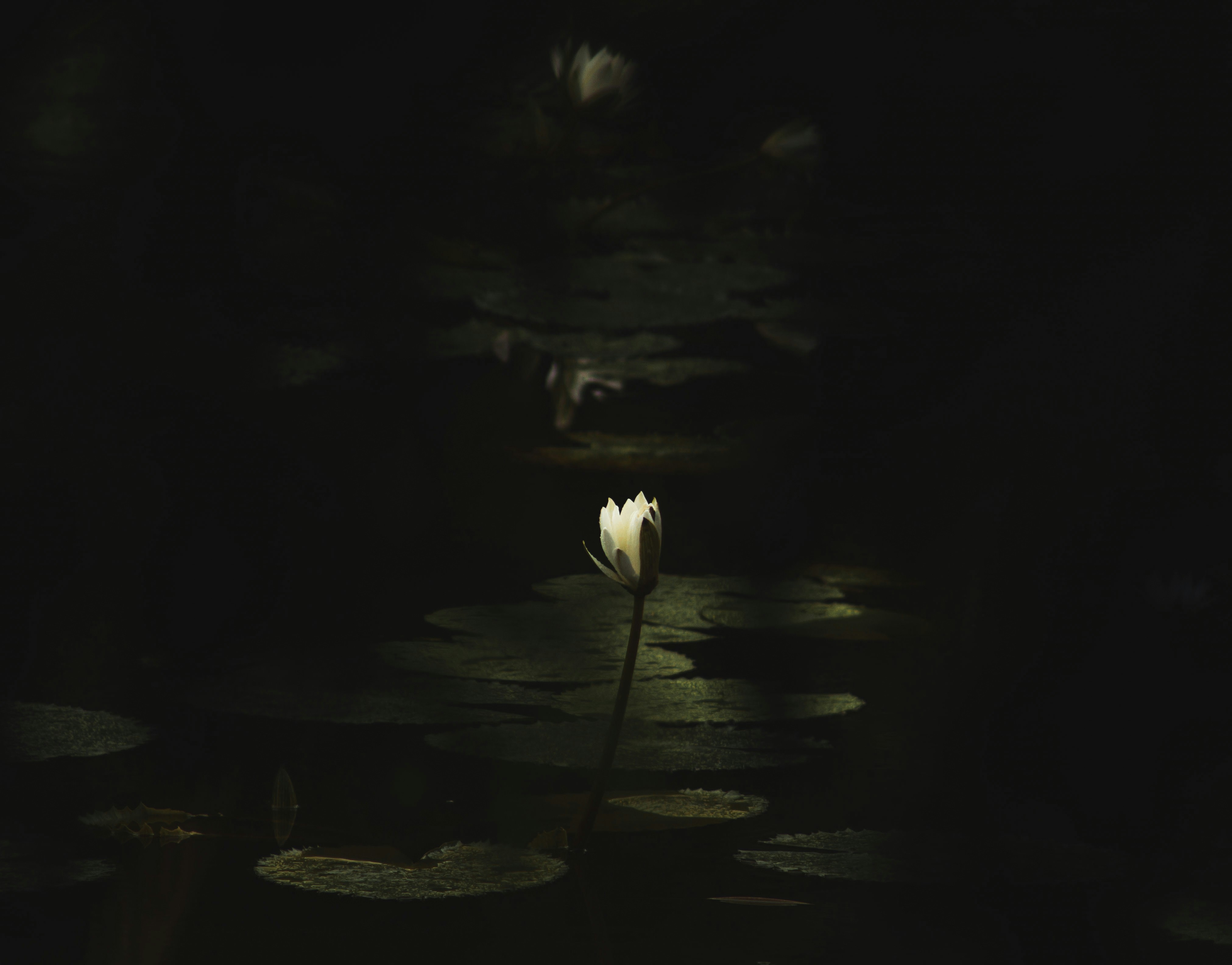white flower on water during daytime