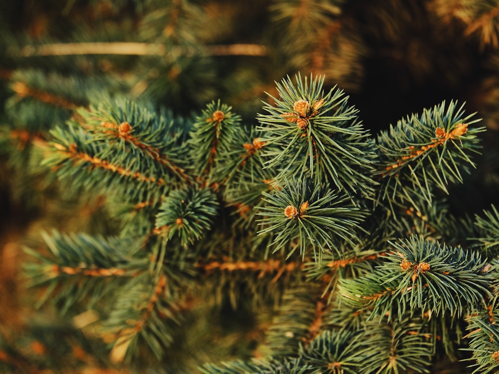 green pine tree in close up photography