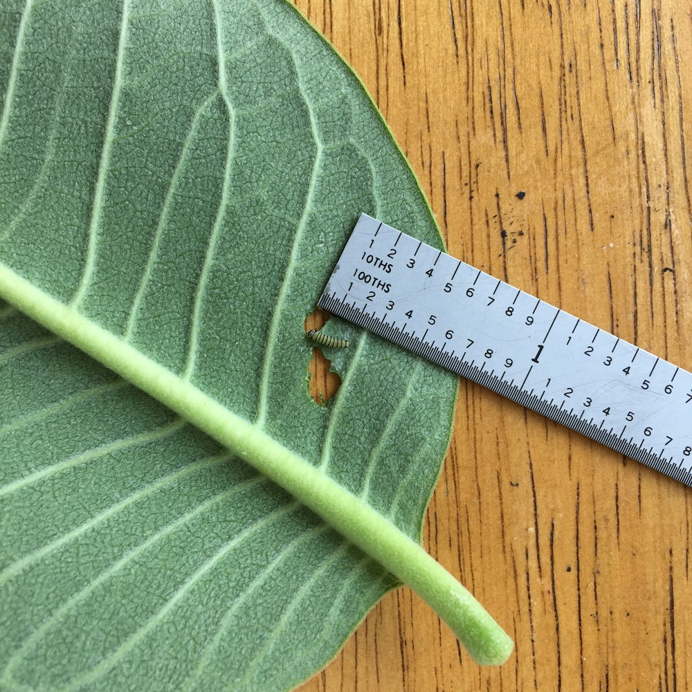 green leaf on brown wooden table