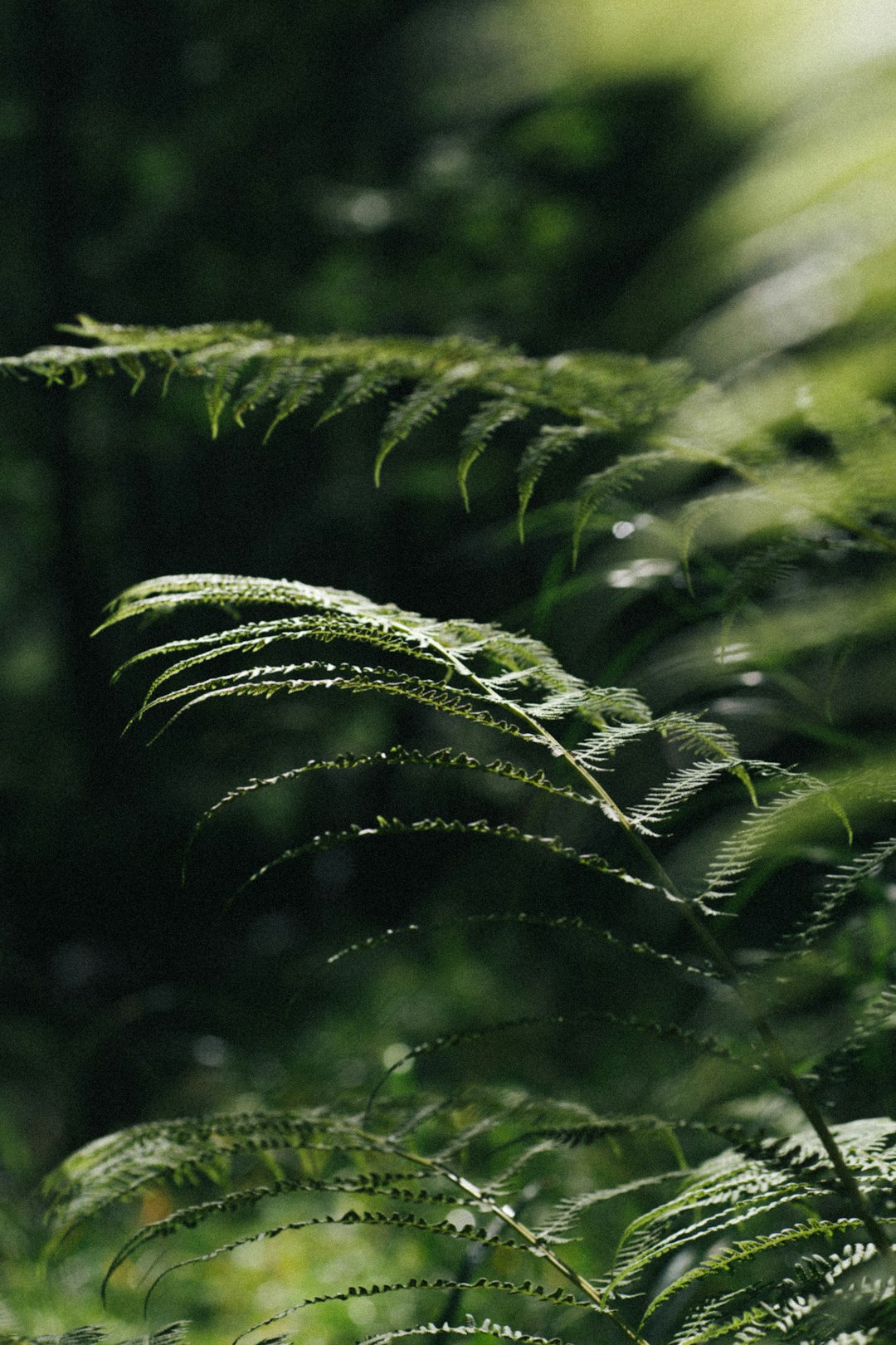 green fern plant in close up photography