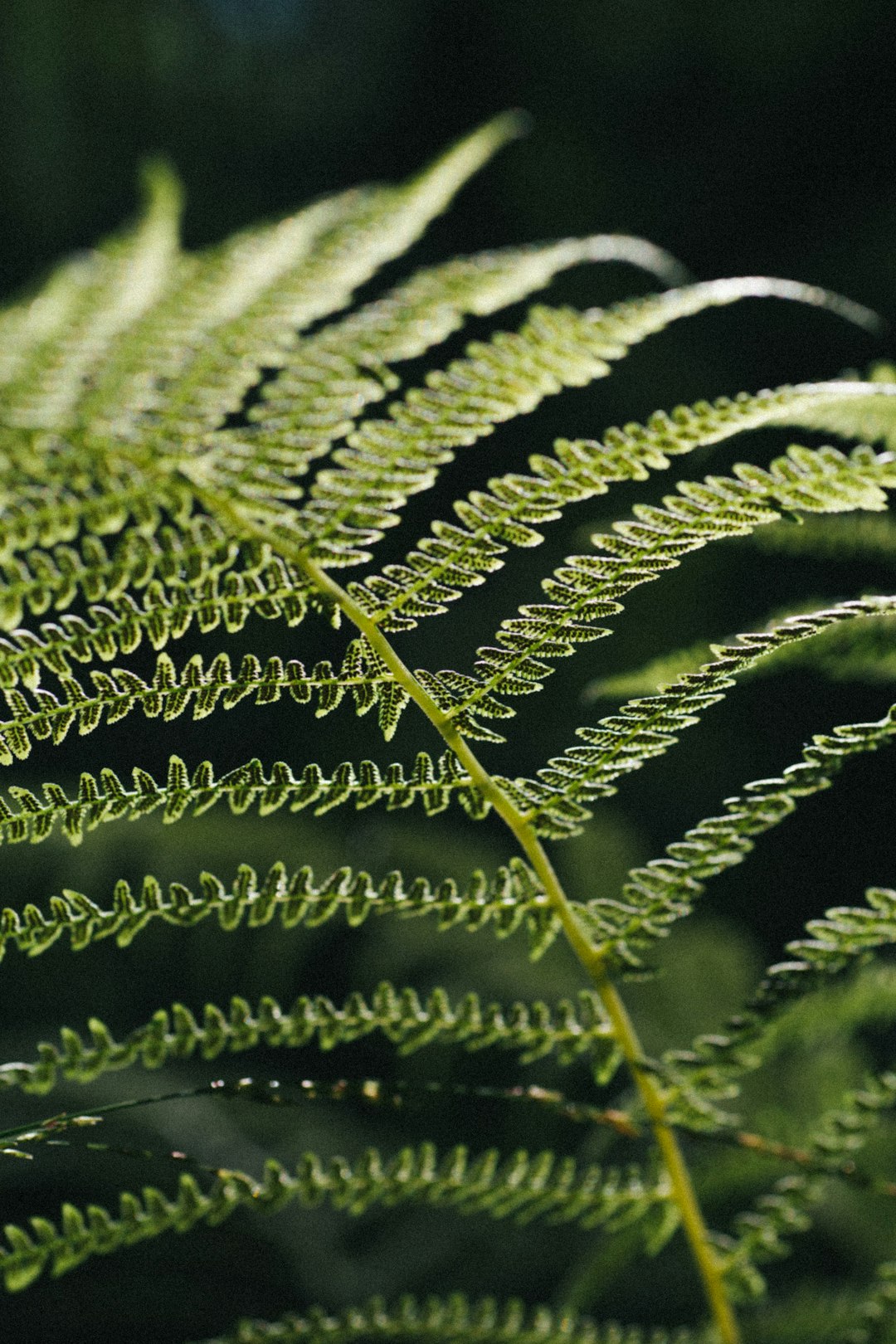 green fern plant in close up photography