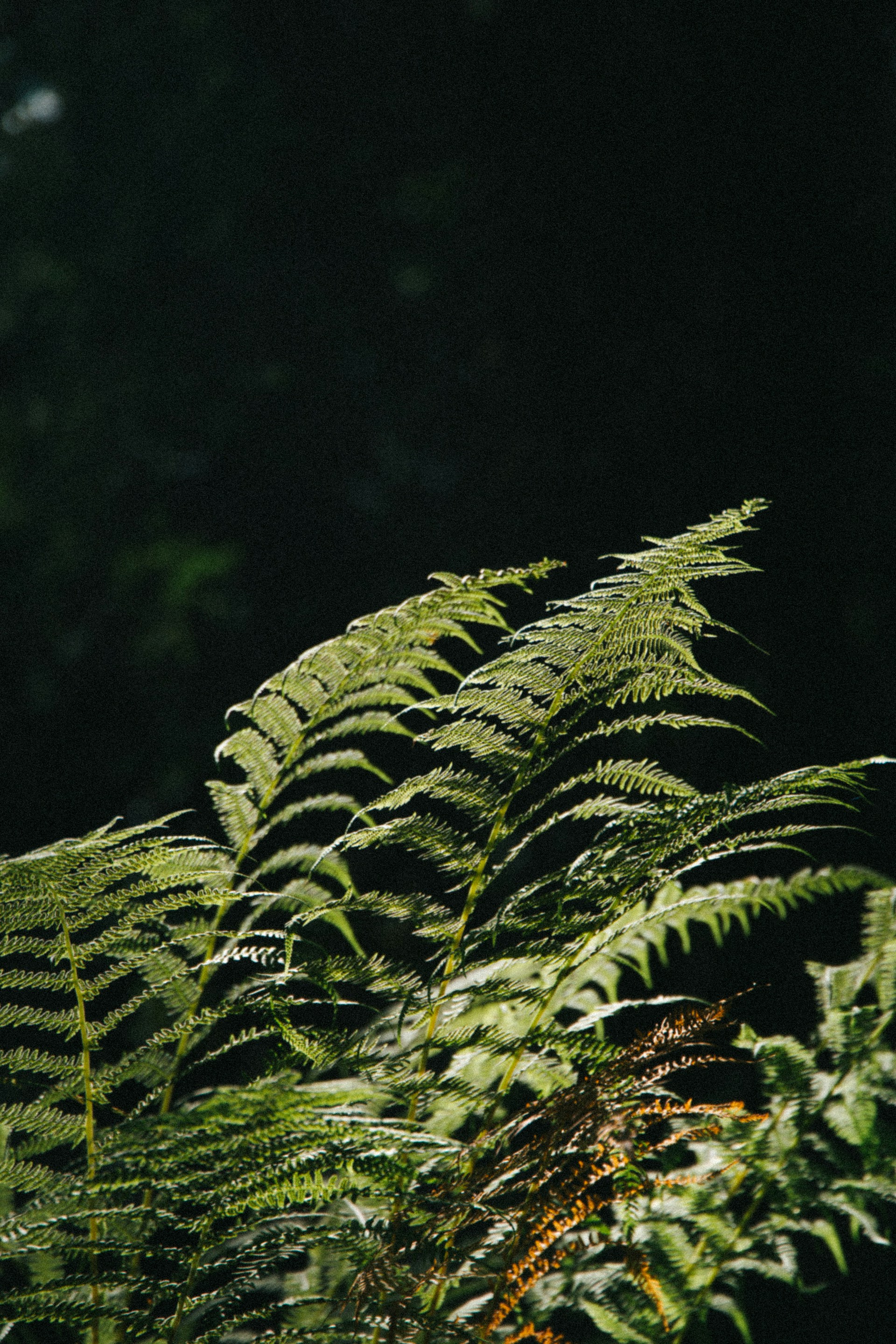 green fern plant in close up photography