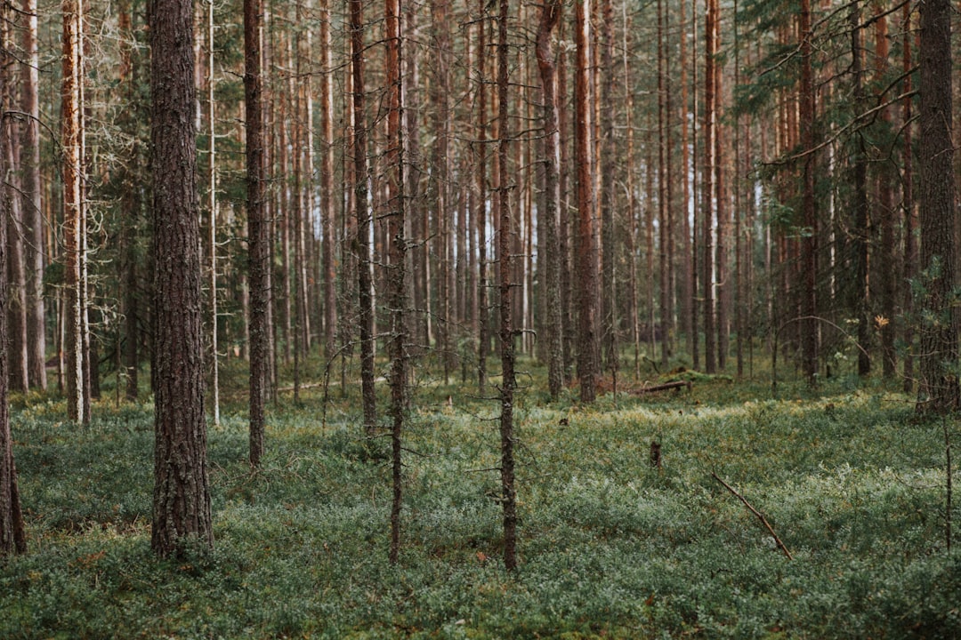 brown trees on green grass field during daytime