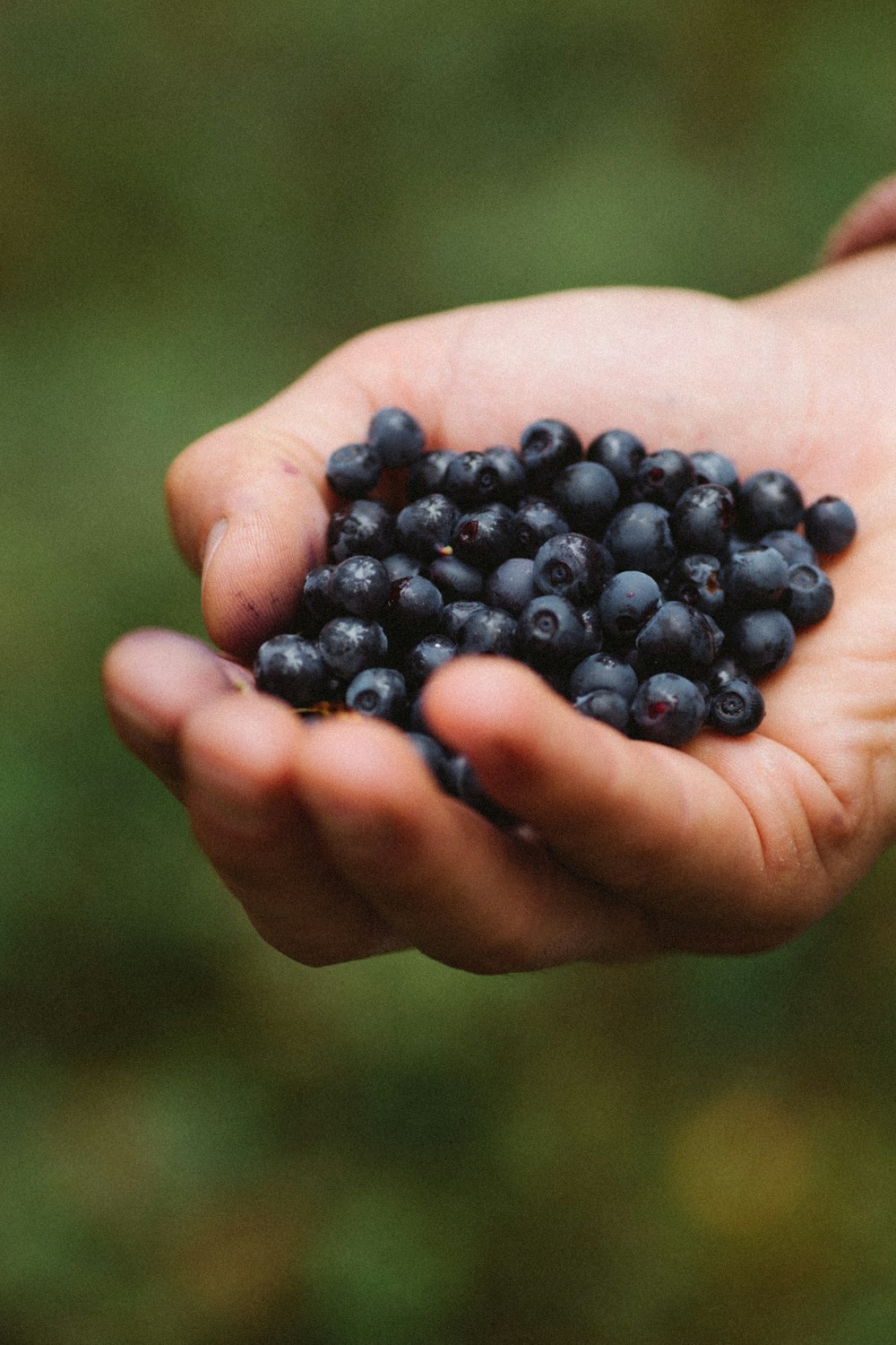 person holding black round fruits