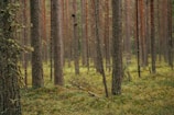 A densely packed forest characterized by tall, slender trees with thick brown trunks. The forest floor is covered with a lush layer of green vegetation and moss. There's a natural, undisturbed look to the landscape, evoking a sense of tranquility and wilderness.