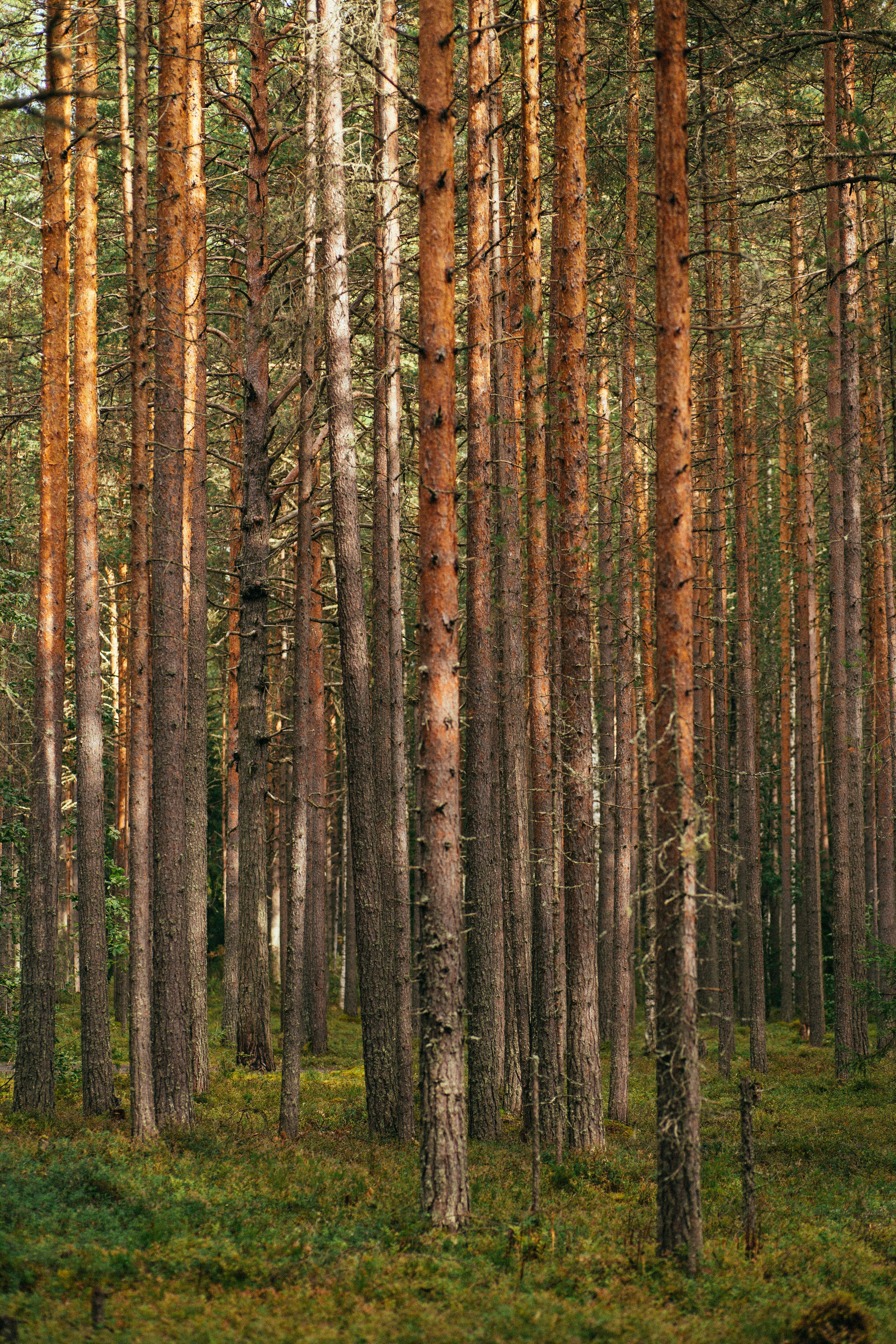 brown trees on green grass field during daytime