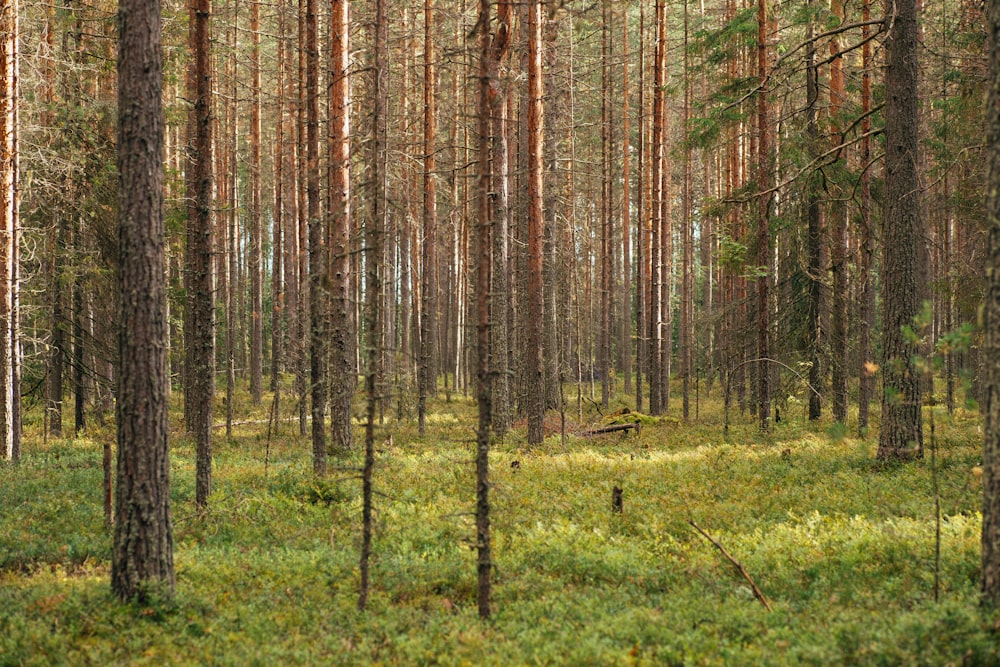 green grass field with trees