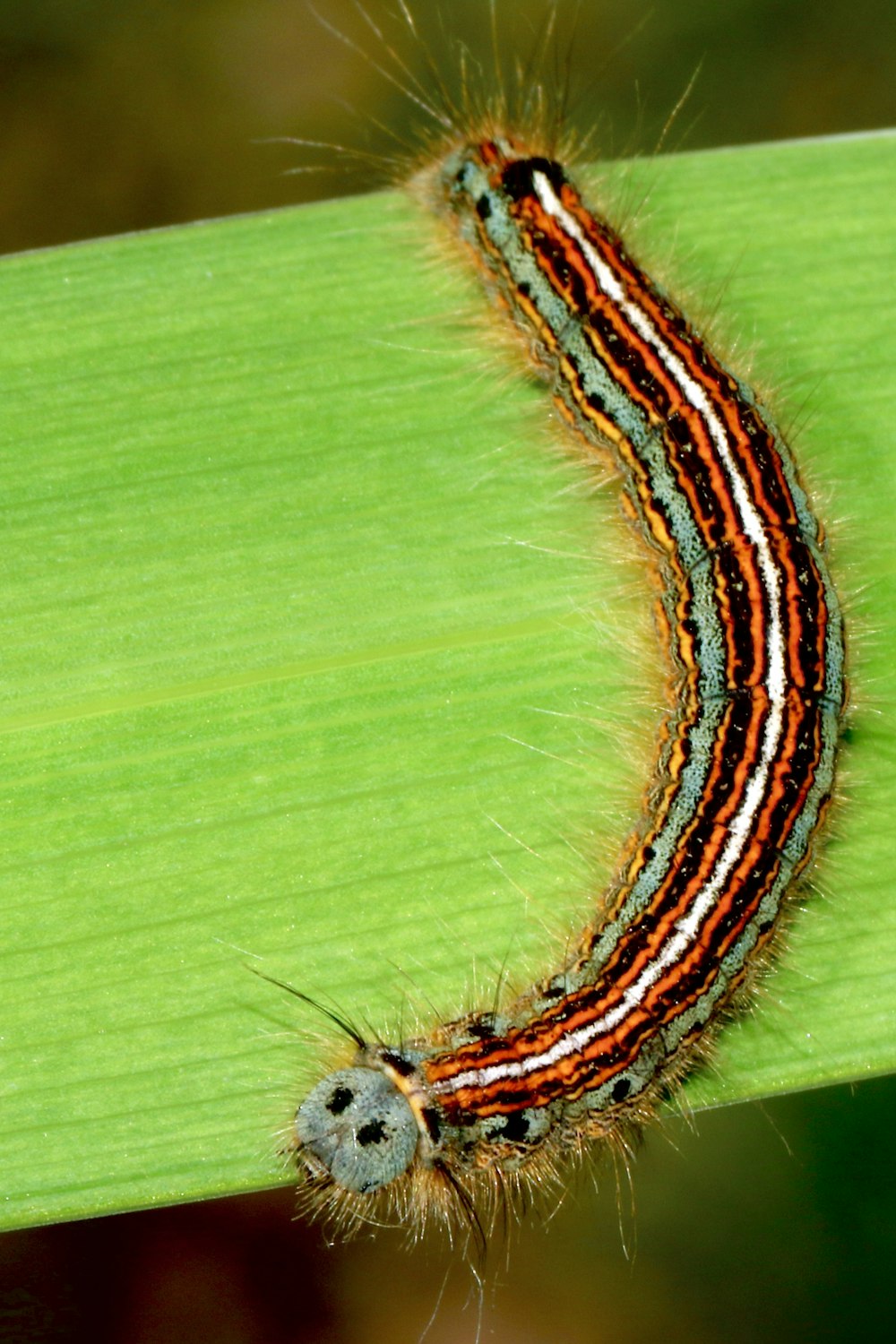 brown and black caterpillar on green surface