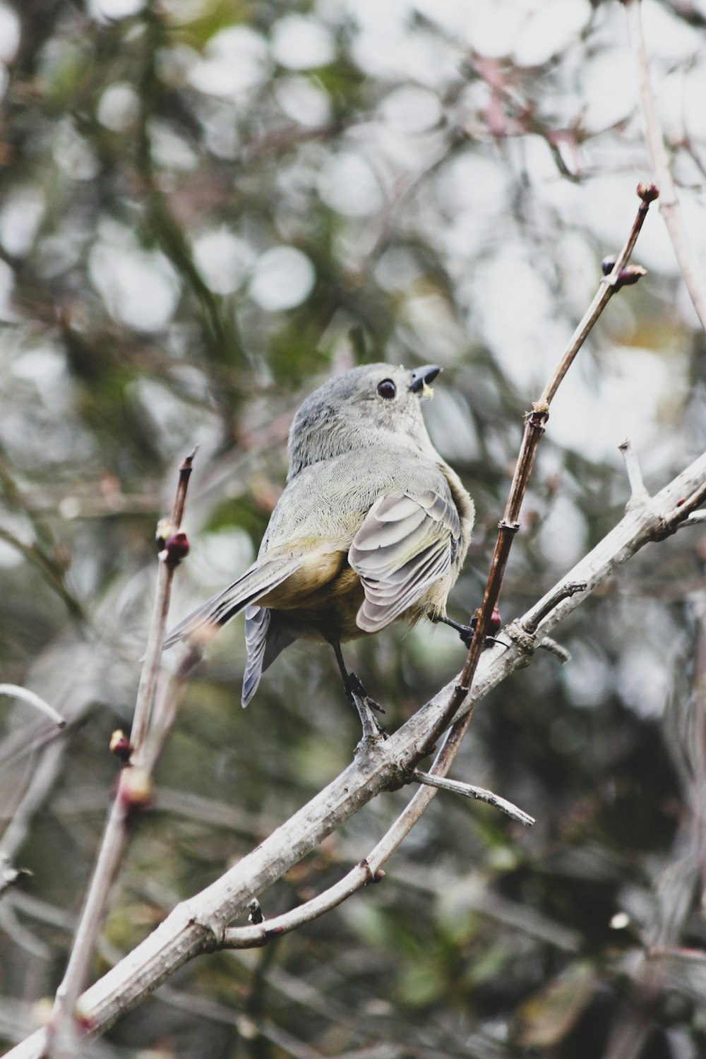 pájaro marrón y gris en la rama de un árbol durante el día