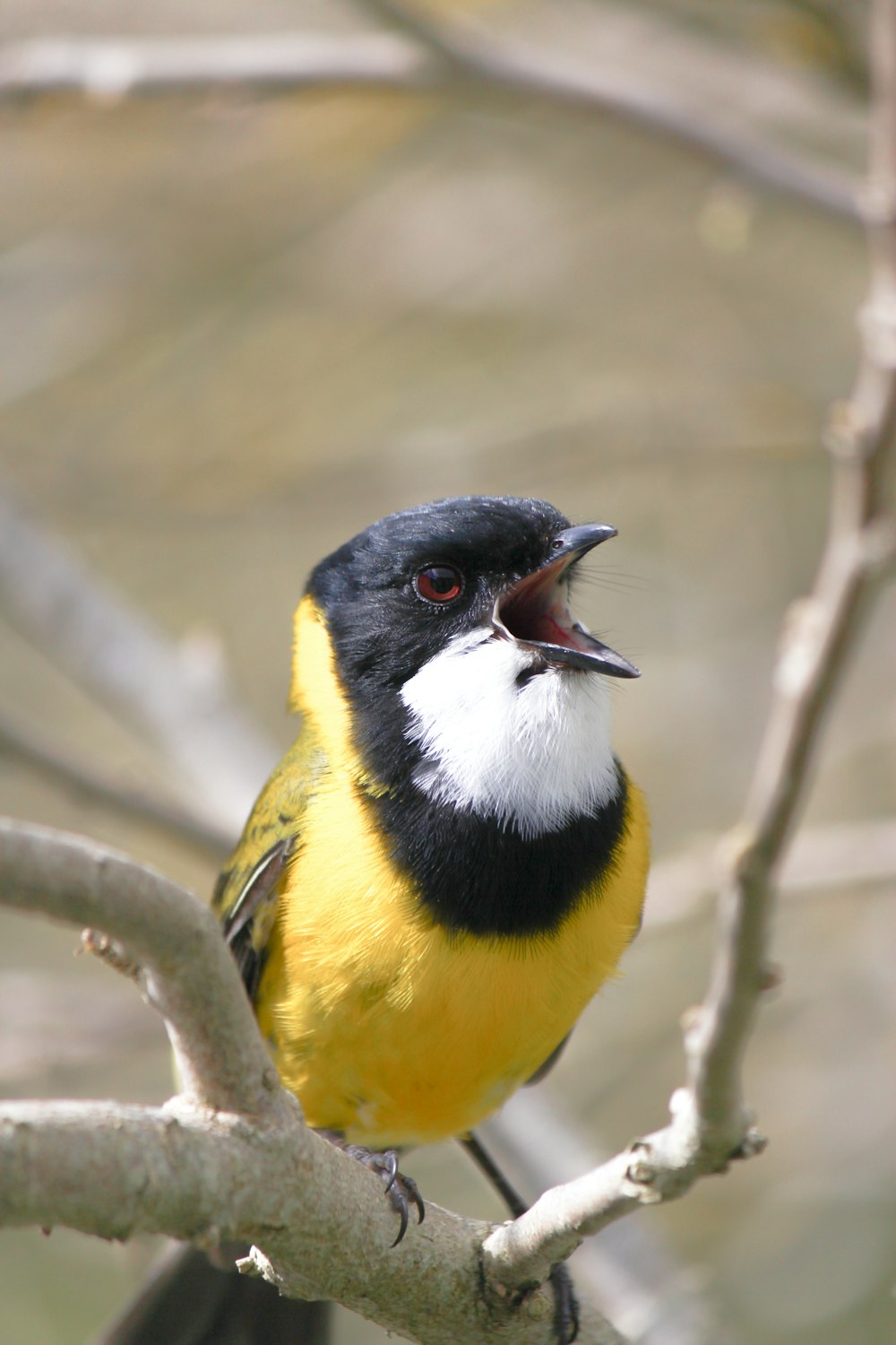 yellow black and white bird on brown tree branch