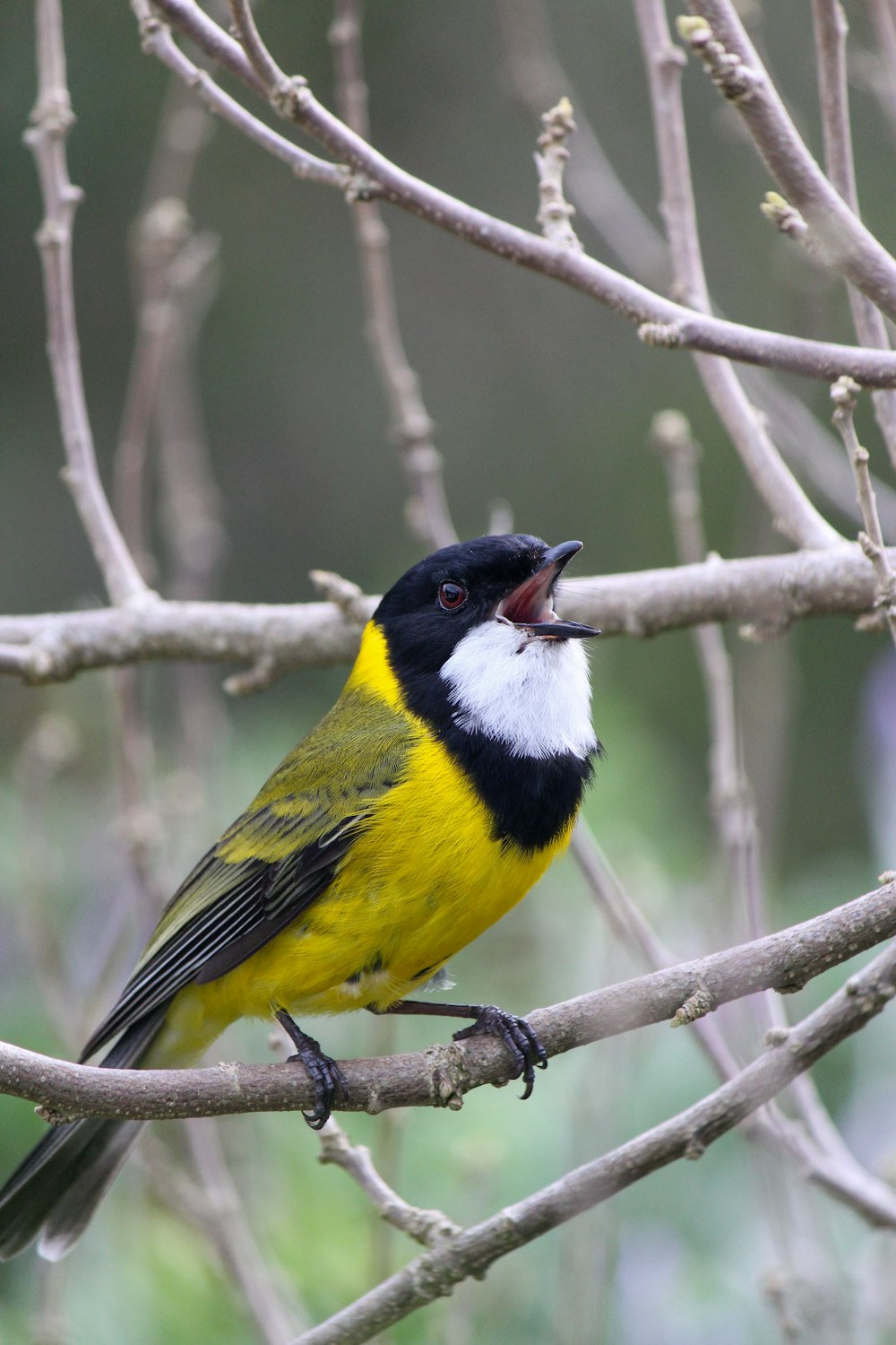 Uccello giallo, nero e rosso sul ramo marrone dell'albero