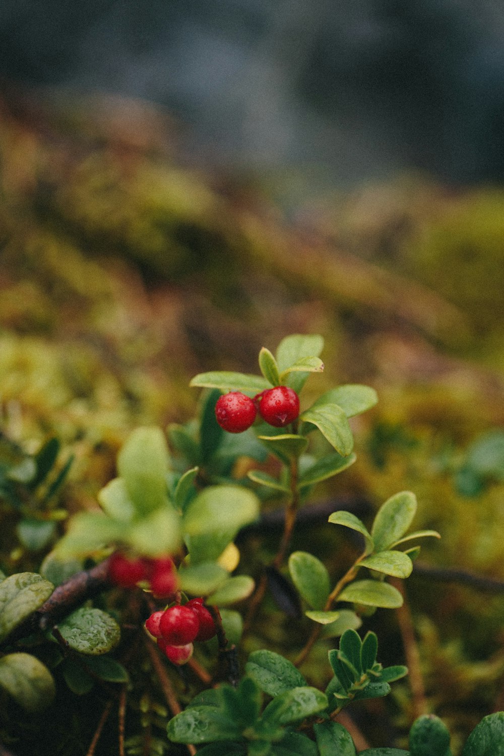 red and green plant in tilt shift lens