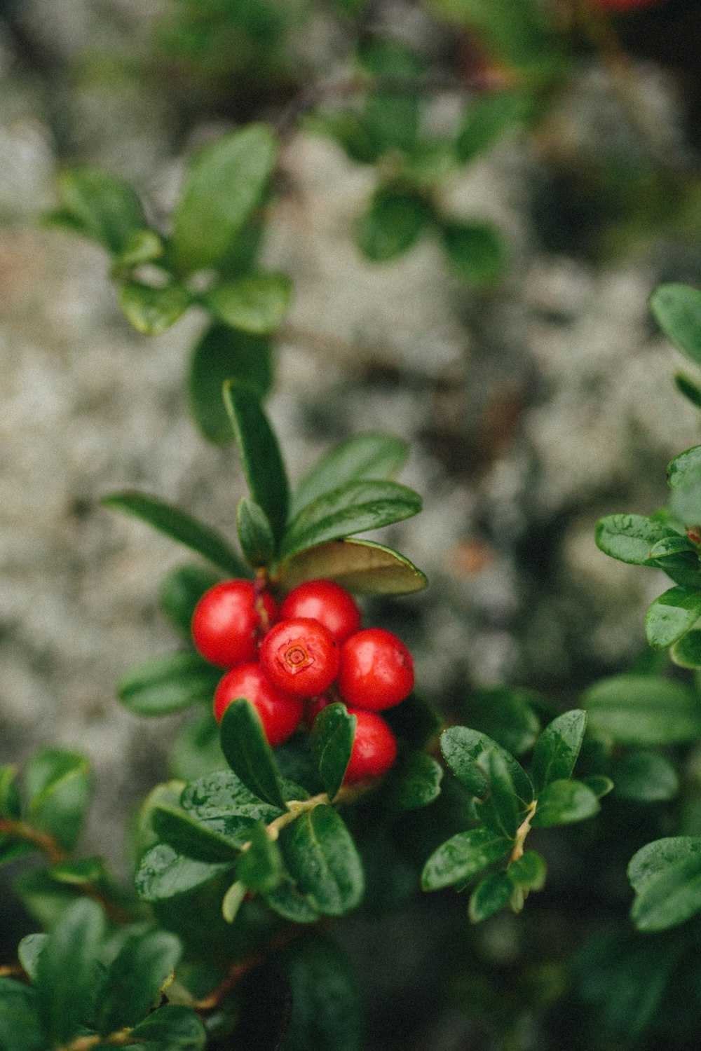 red round fruits on green leaves