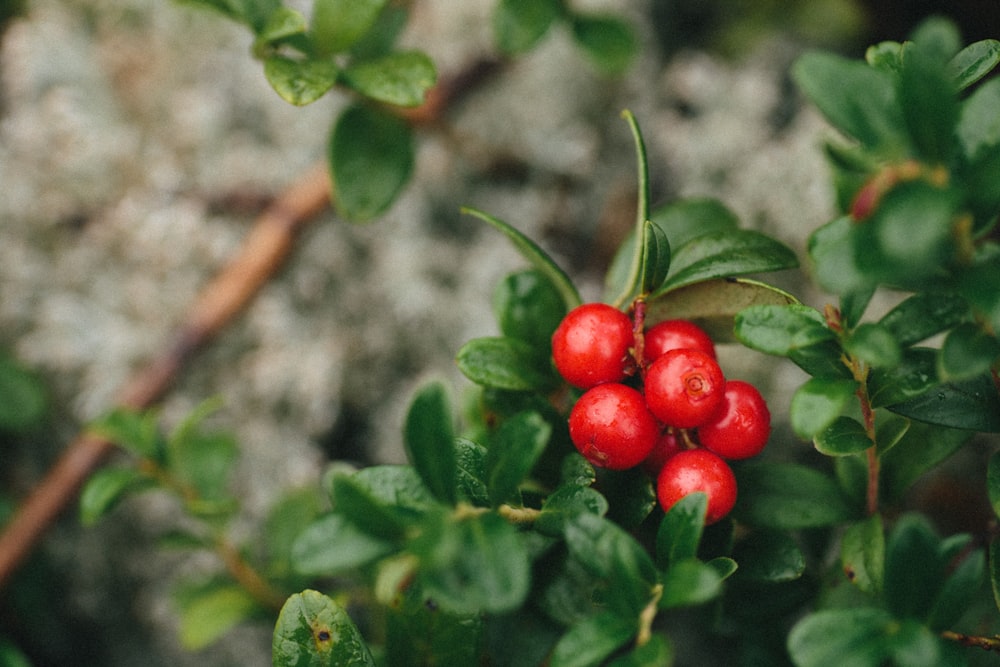 red round fruits on green leaves