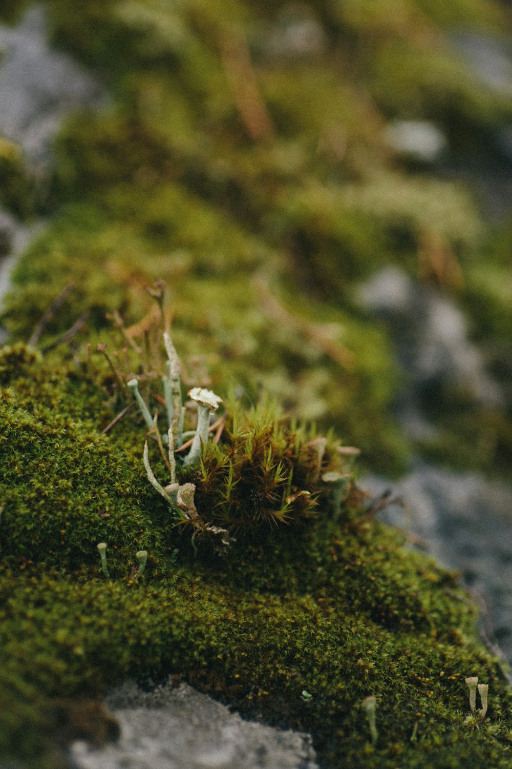 green and brown plant on gray rock