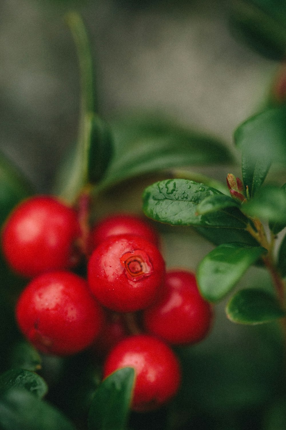 녹색 잎에 빨간 둥근 과일