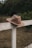 A brown cowboy hat rests atop a rustic white wooden fence in a serene outdoor setting. The background features lush greenery and grass, creating a peaceful countryside ambiance.