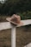 Close-up of a rugged cowboy hat resting on a wooden fence with cacti in the background.