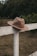 A brown cowboy hat rests atop a rustic white wooden fence in a serene outdoor setting. The background features lush greenery and grass, creating a peaceful countryside ambiance.