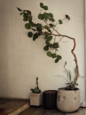 green plant on blue ceramic pot