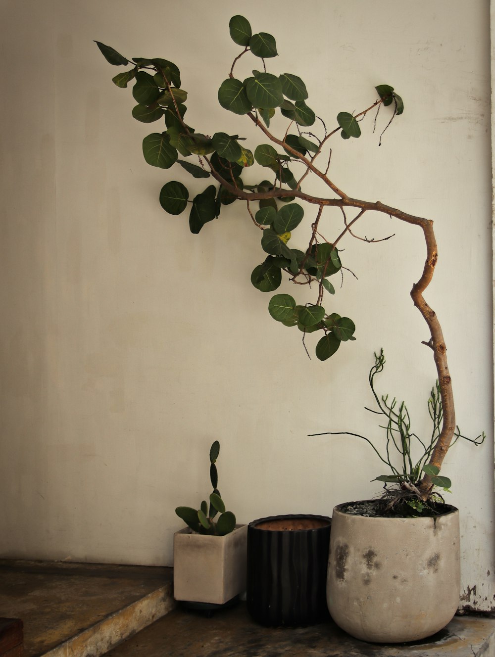 green plant on blue ceramic pot