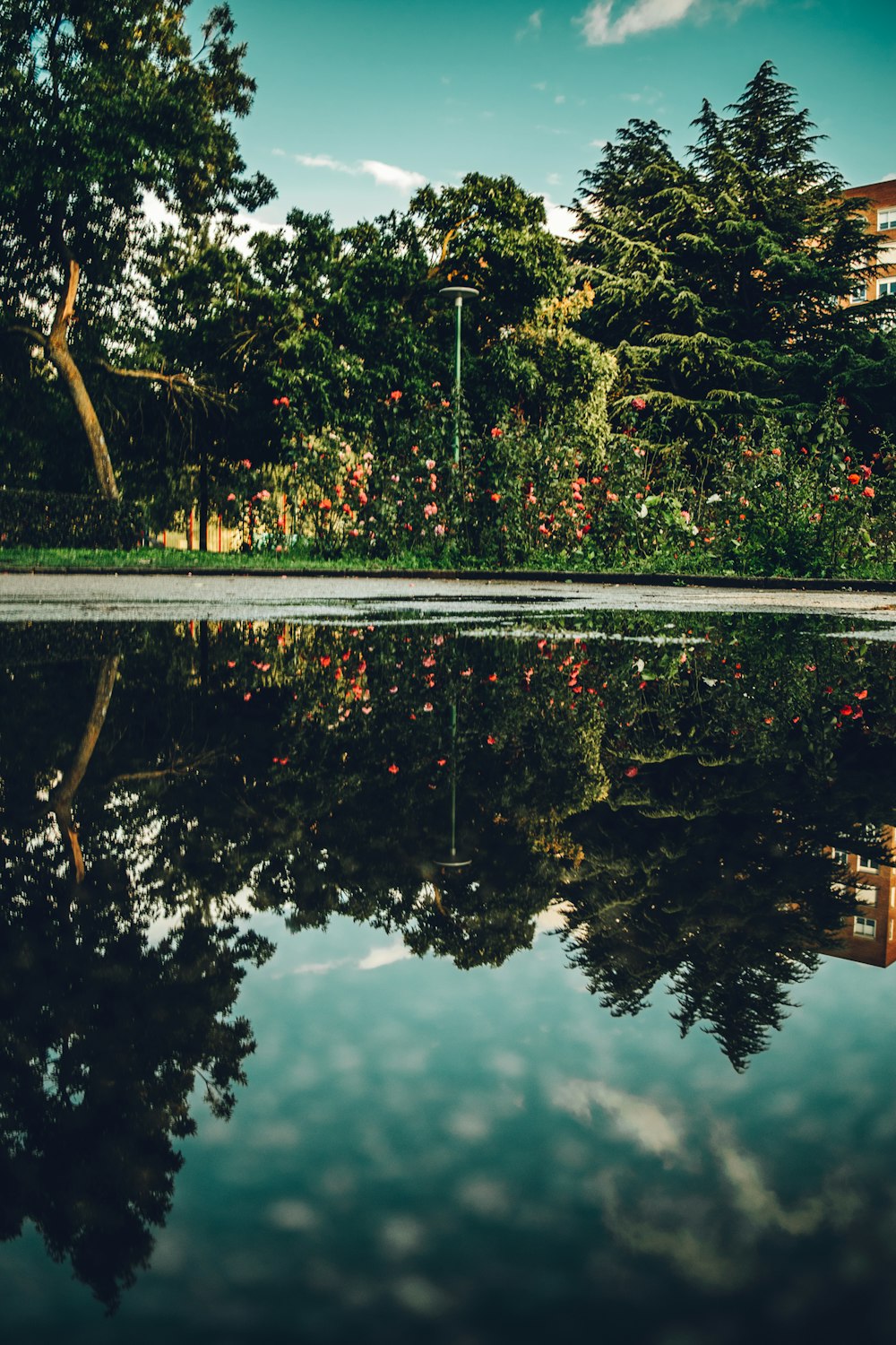 green trees beside body of water during daytime