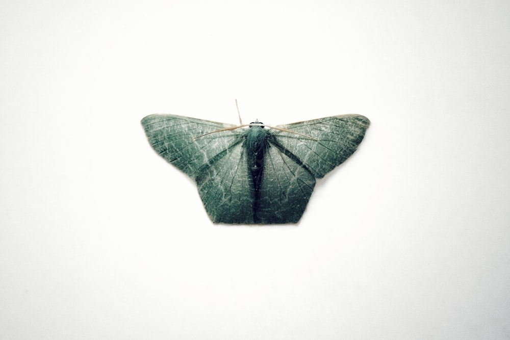 black and green butterfly on white surface
